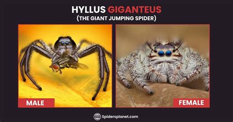 Hyllus Giganteus (The Giant Jumping Spider) - Complete Details