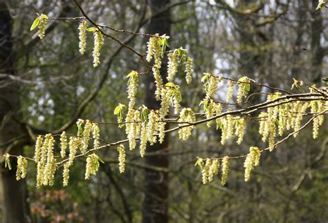 Hornbeam Catkins Carpinus Betulus WWT Trench Wood Worcs Flickr