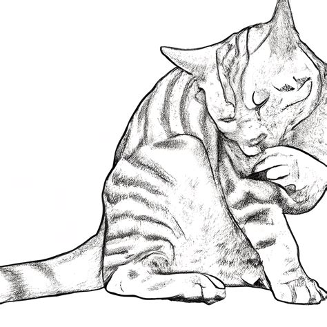 Silver Tabby American Shorthair Cat Sitting And Licking A Paw