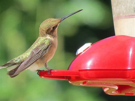 Sugar Water Bird Feeder Mandyscharms