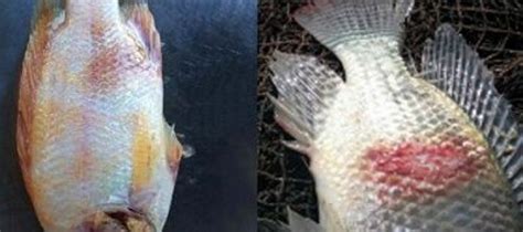 Revisión científica sobre el virus de la tilapia del lago TiLV