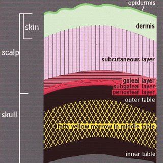 clinical  imaging anatomy   scalp