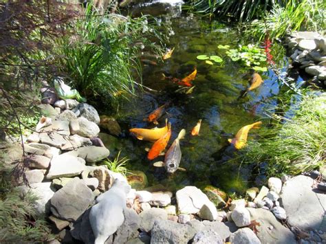 Koi Pond Water Hardness Guide: Hard vs Soft & Maintaining Optimal Levels for Healthy and Vibrant ...