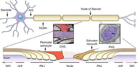 Figure 3 from The Nodes of Ranvier: Molecular Assembly and Maintenance ...
