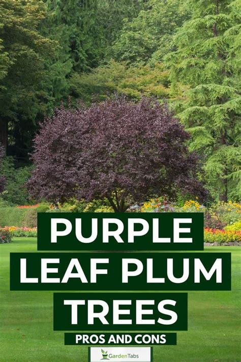 Purple Leaf Plum Trees Pros And Cons