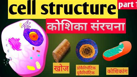 Cell कशक cell structure organelles कशकग types of cell