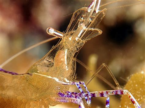 Pederson Cleaner Shrimp Ancylomenes Pedersoni Cozumel Mexico