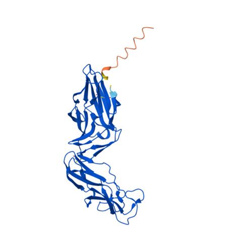 RCSB PDB AF AFP08191F1 Computed Structure Model Of Type 1 Fimbrin D