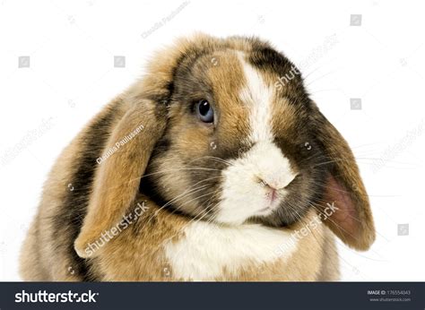 Brown Bunny Floppy Ears Long Whiskers Stock Photo 176554043 Shutterstock