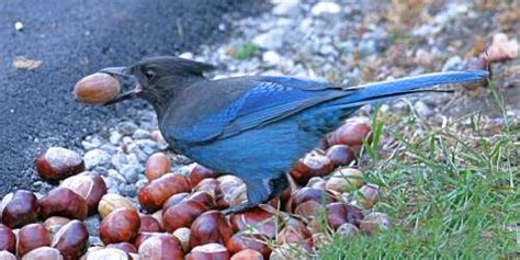 Blue Jay with cache of food