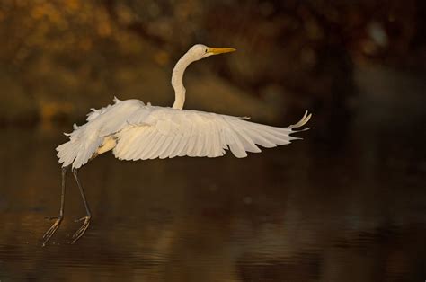 Great Egret Grande Aigrette Ardea Alba Panama Nicole Le Roy Flickr