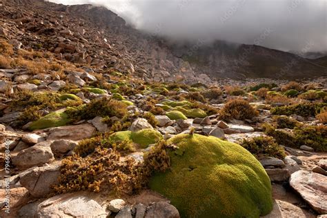 Yareta Plant Azorella Compacta Ancient Typical Plant That Grows