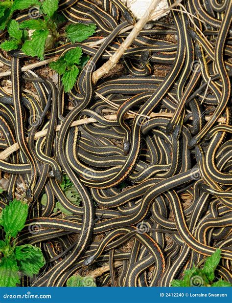 Mating Ball of Garter Snakes Stock Photo - Image of mate, thamnophis