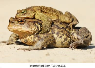 Bufo Toads Mating Spring Brown Common Stock Photo Shutterstock