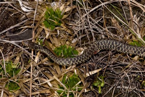 Bluestripe Garter Snake Snakes Nature In Focus