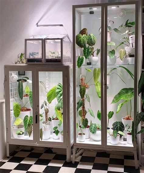 Diy Indoor Greenhouse Keep Houseplants Thriving The Indiependent