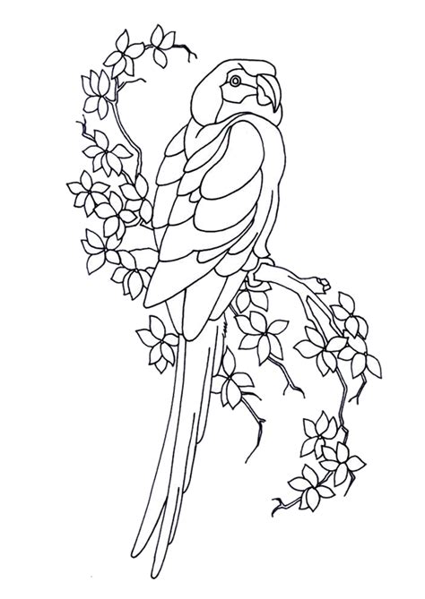 Coloriage Perroquet Branche Sur Hugolescargot