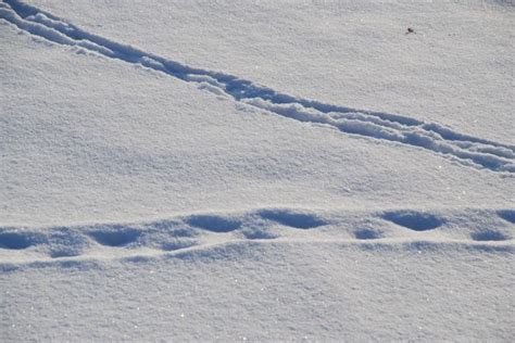 Free Images Sand Snow Winter Frost Ice Curve Weather Auto