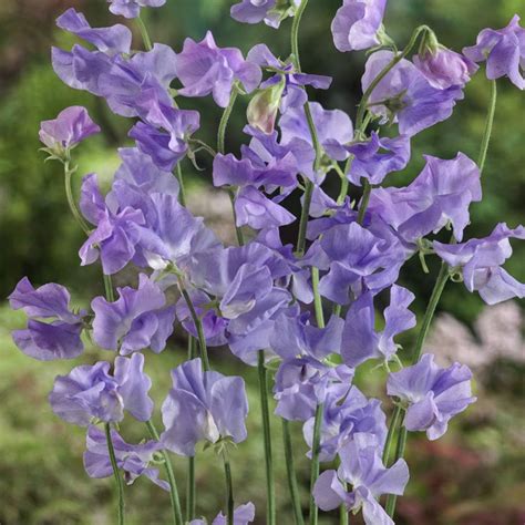 Amazon Outsidepride Seeds Annual Lathyrus Odoratus Sweet Peas