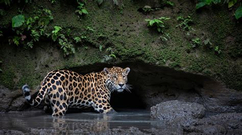 Qué animales habitan la Selva del Darién Estos son los 5 más peligrosos