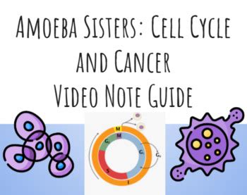 Amoeba Sisters: Cell Cycle and Cancer (updated video) by Mr Fox Science Rox