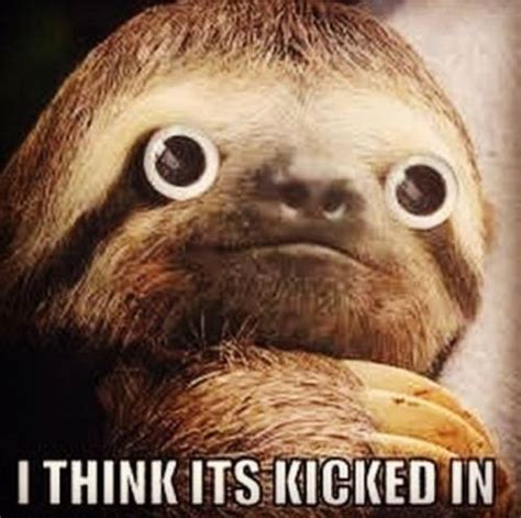 13+ Cute Sloth Memes for Your Absolute Enjoyment – Happy Sloth Co.