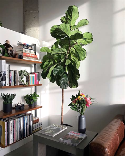 The Absolute Best Plants for a Loft Apartment — Plant Care Tips and ...