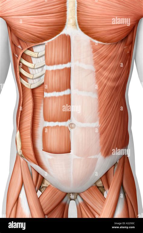 Musculos Del Tronco Nbkomputer