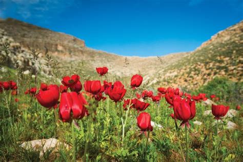 Sentier d Abraham Trek Israël Palestine Voyage Jérusalem 10 jours