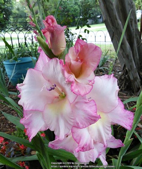 Gladiolus: Plant Care and Collection of Varieties - Garden.org