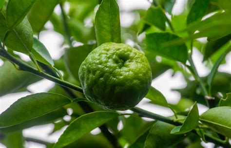 Premium Photo Citrus Hystrix Called The Kaffir Lime Is A Citrus