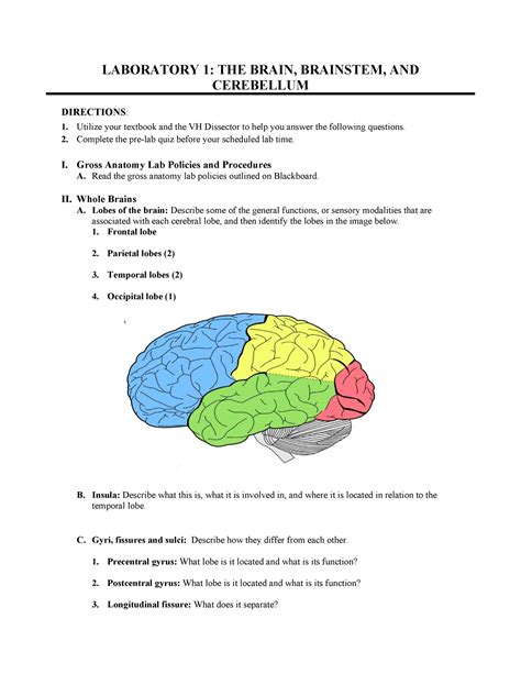 Hsci 102 Lab 1 Pre Lab Worksheet Laboratory 1 The Brain Brainstem And Cerebellum Directions