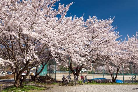 Cherry Blossoms at Kawaguchiko Lake, Japan Editorial Stock Photo ...