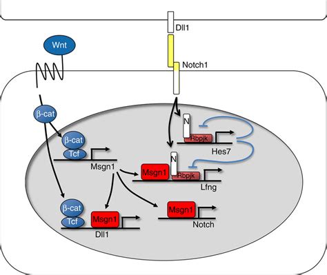 Schematic Model Of The Regulation Of Notch Pathway Genes And The