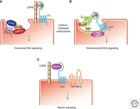 Secreted And Transmembrane Wnt Inhibitors And Activators