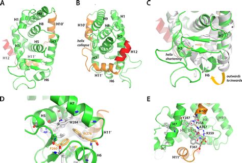 Crystal Structure Of The Amphioxus Nr7 Ligand Binding Domain Lbd A