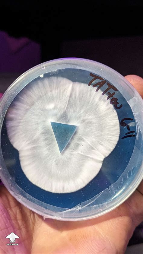 Looks Like The Mycelium On The Agar Is Turning Blue Mold Or Just