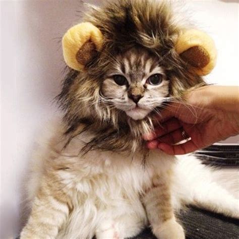 Funny Lion Mane Cat Wig – iPetStuff