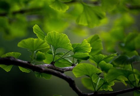 Kostenlose Ginkgo Und Natur Bilder Pixabay