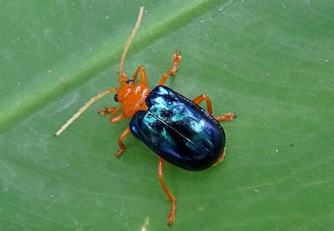 Leaf Beetle Project Noah