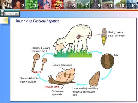 Detail Skema Daur Hidup Fasciola Hepatica Koleksi Nomer