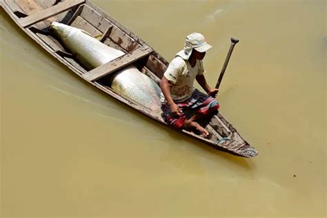 Como A Piscicultura Pode Ser Uma Alternativa Para O Amazonas