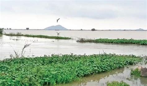 Incessant Rains Damage Buildings Crops In Parts Of Andhra Pradesh