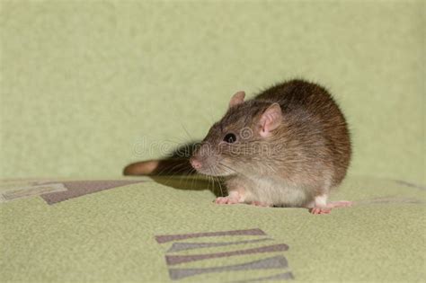 251 Rat Couch Stock Photos Free And Royalty Free Stock Photos From