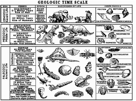 Geologic Time Scale With Index Fossils And Pictures Fossils