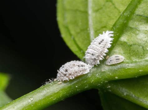 Controlling Scale Insects And Mealybugs