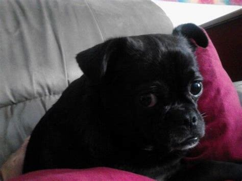 Black Chihuahua Pug Mix - Pets Lovers