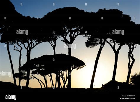 Italy Tuscany Baratti Silhouette Of Umbrella Pine Trees At Golfo Di