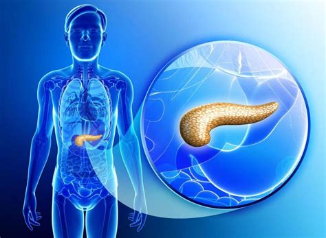 Como Cuidar Do Pancreas - Para qué sirve y cómo cuidar el páncreas - Mejor con Salud
