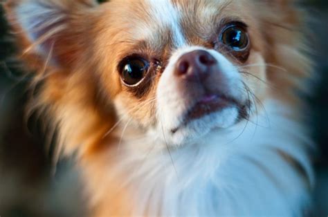 10 Interesting Facts About Chihuahuas